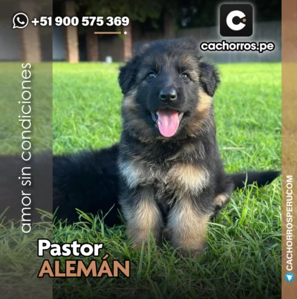 PASTOR ALEMÁN