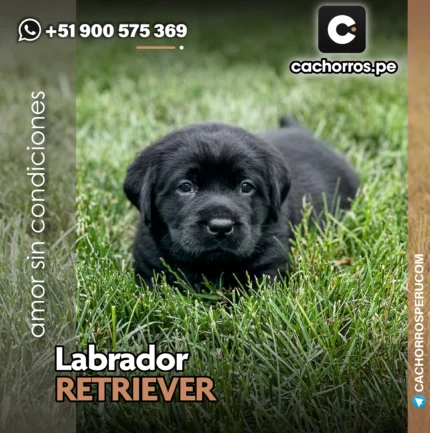 LABRADOR NEGRO