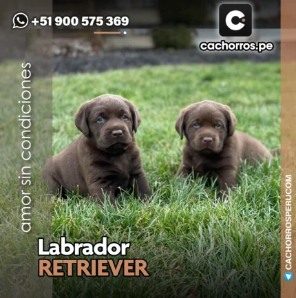 LABRADOR CHOCOLATE