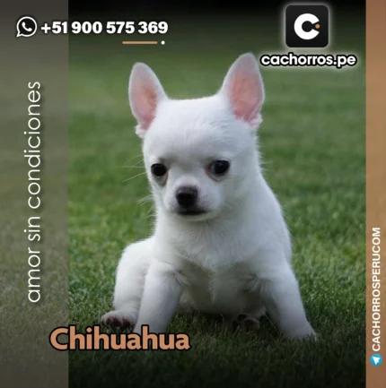 CHIHUAHUA