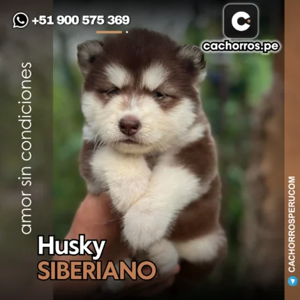HUSKY SIBERIANO ROJO