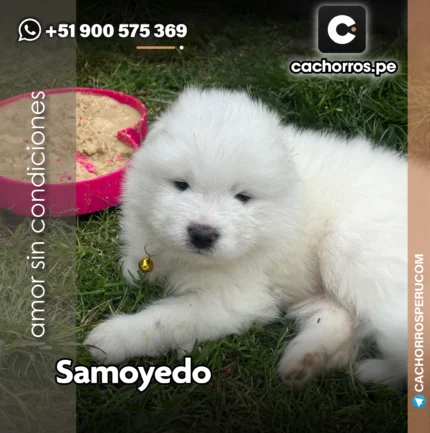 SAMOYEDO