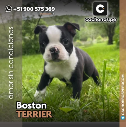 BOSTON TERRIER