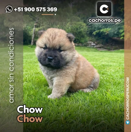 CHOW CHOW