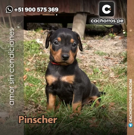 PINSCHER