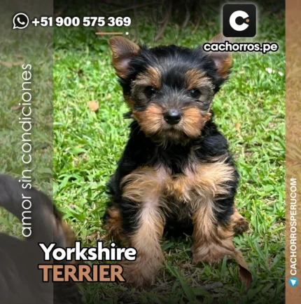 YORKSHIRE TERRIER TOY