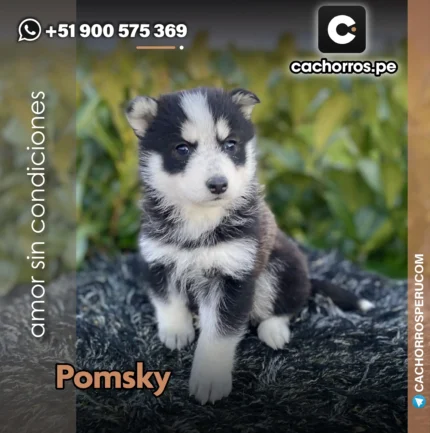 POMSKY