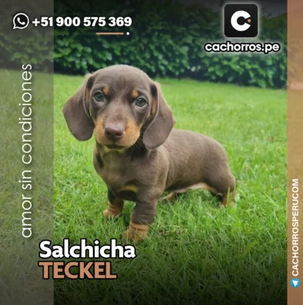 SALCHICHA TECKEL CHOCOLATE