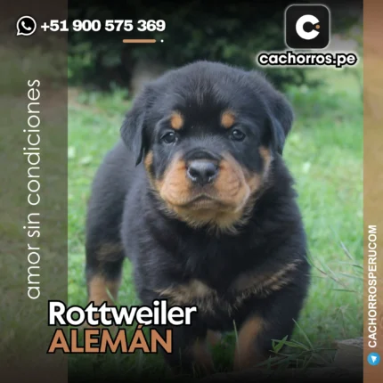 ROTTWEILER ALEMÁN
