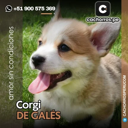 CORGI DE GALES