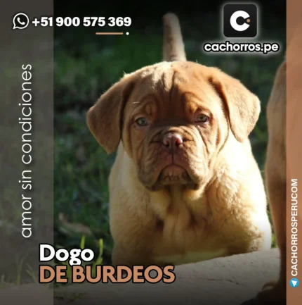 DOGO DE BURDEOS