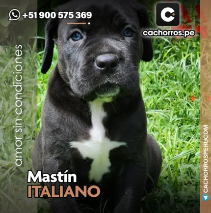 MASTIN ITALIANO - CANE CORSO