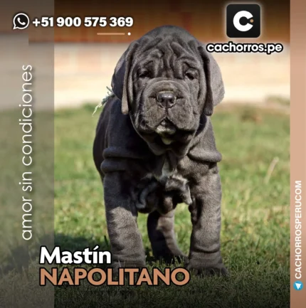 MASTIN NAPOLITANO